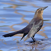 Great-tailed Grackle thumbnail