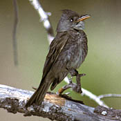 Greater Pewee thumbnail