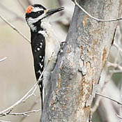 Hairy Woodpecker thumbnail