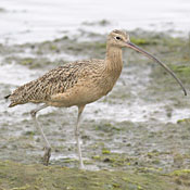 Long-billed Curlew thumbnail