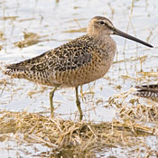 Long-billed Dowitcher thumbnail