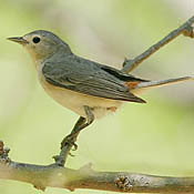 Lucy's Warbler thumbnail
