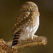 Northern Pygmy-Owl thumbnail