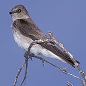 Northern Rough-winged Swallow thumbnail