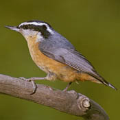 Red-breasted Nuthatch thumbnail