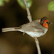 Red-faced Warbler thumbnail