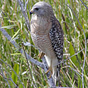 Red-shouldered Hawk thumbnail