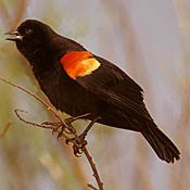 Red-winged Blackbird thumbnail