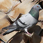 Rock (Feral) Pigeon thumbnail