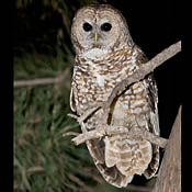 Spotted Owl thumbnail
