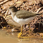 Spotted Sandpiper thumbnail