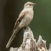 Townsend's Solitaire thumbnail