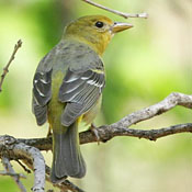 Western Tanager thumbnail