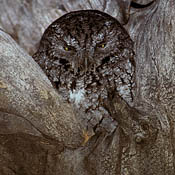 Whiskered Screech-Owl thumbnail