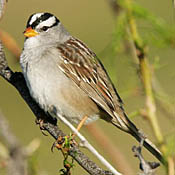 White-crowned Sparrow thumbnail