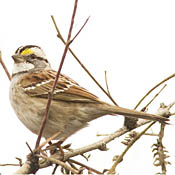 White-throated Sparrow thumbnail