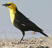 Yellow-headed Blackbird thumbnail