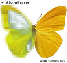 what butterflies see
