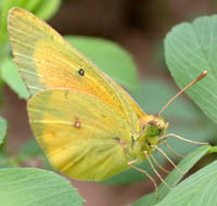 Male Orange Sulphurs Butterfly