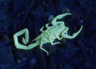 Bark Scorpion glows under ultraviolet (UV) Light.