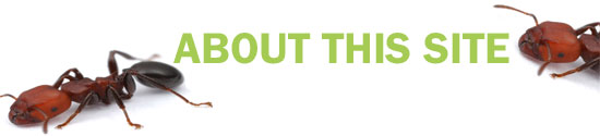 About this site header