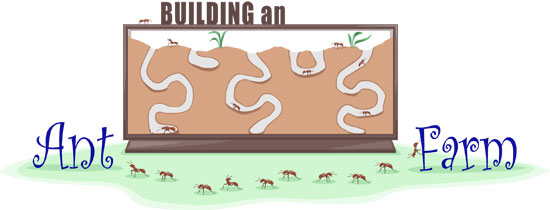 Building an ant farm illustration
