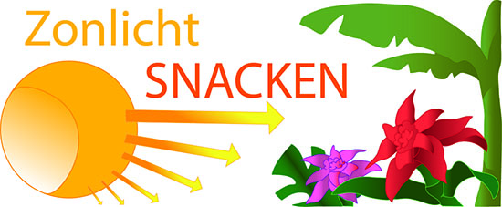 Zonlicht Snacken Fotosynthese