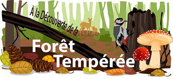 Forêt Tempérée illustration tête