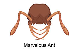 marvelous ant