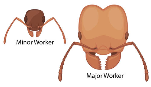 head of minor and major ant worker