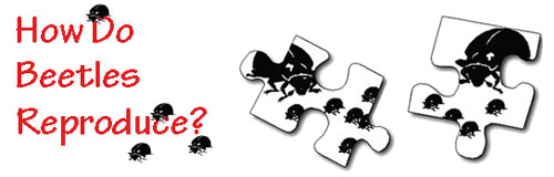 beetles header image
