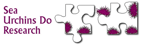 sea urchin header image