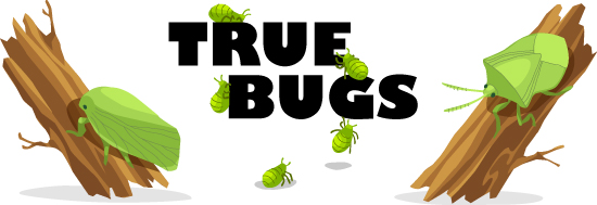 True Bug Header