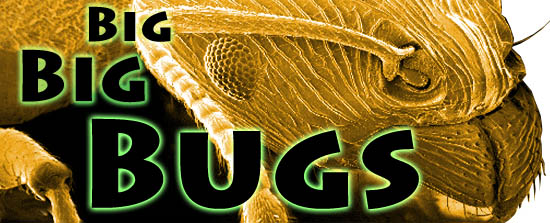 Big BIG Bugs Header