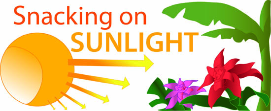 Photosynthesis Story Header