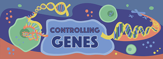 Controlling genes illustration