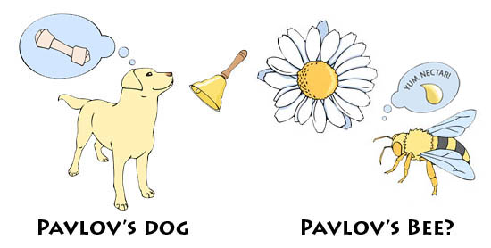 pavlov's bee illustration