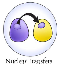 nuclear transfers