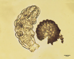 Just-hatched tardigrade next to a tardigrade egg