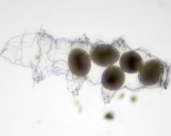 tardigrade molt with eggs