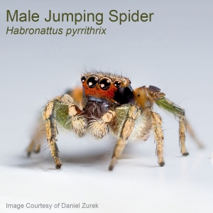 Male jumping spider.