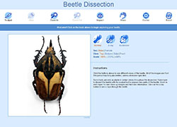 Beetle-dissection-screenshot