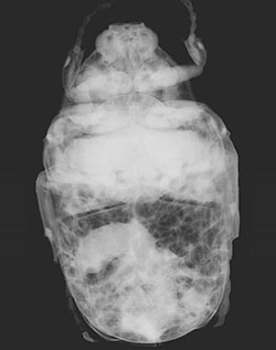 Beetle x-ray