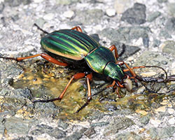 Golden ground beetle