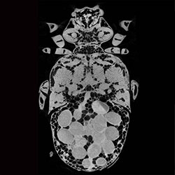 Female beetle x-ray