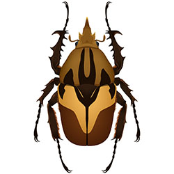 Male beetle illustration