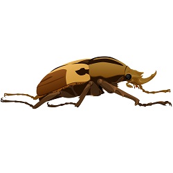 Side beetle illustration