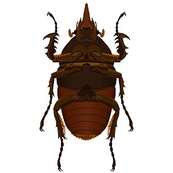 Underside beetle illustration