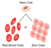 red blood cells and skin cells