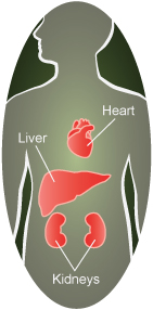 heart, liver and kidneys